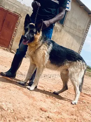 6-12 months Male Purebred German Shepherd