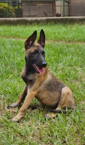 1-3 months Male Purebred Belgian Malinois
