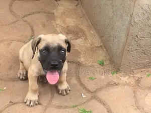 1-3 months Male Purebred Boerboel