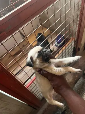 1-3 months Male Purebred Pug