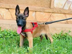 1-3 months Female Purebred Belgian Malinois