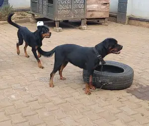 6-12 months Female Purebred Rottweiler