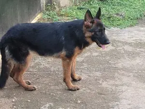 6-12 months Male Purebred German Shepherd