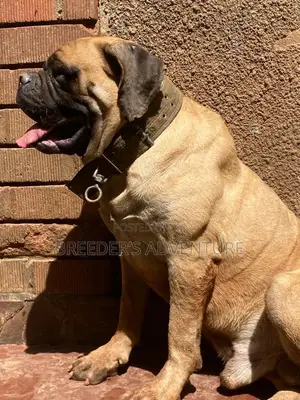 1+ year Male Purebred Boerboel