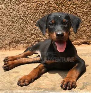 1-3 months Male Purebred Doberman Pinscher