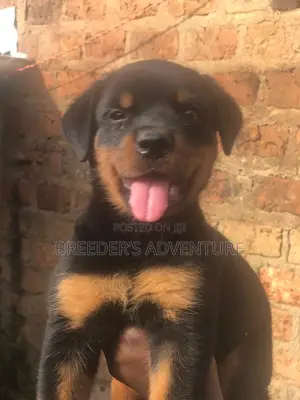 1-3 months Male Purebred Rottweiler