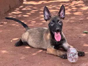 1-3 months Male Purebred Belgian Malinois