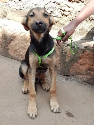 3-6 months Male Mixed Breed German Shepherd