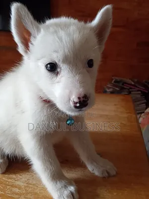 1-3 months Male Purebred White Shepherd