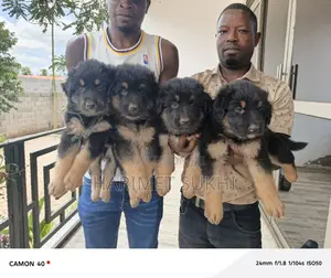 1-3 months Female Purebred German Shepherd