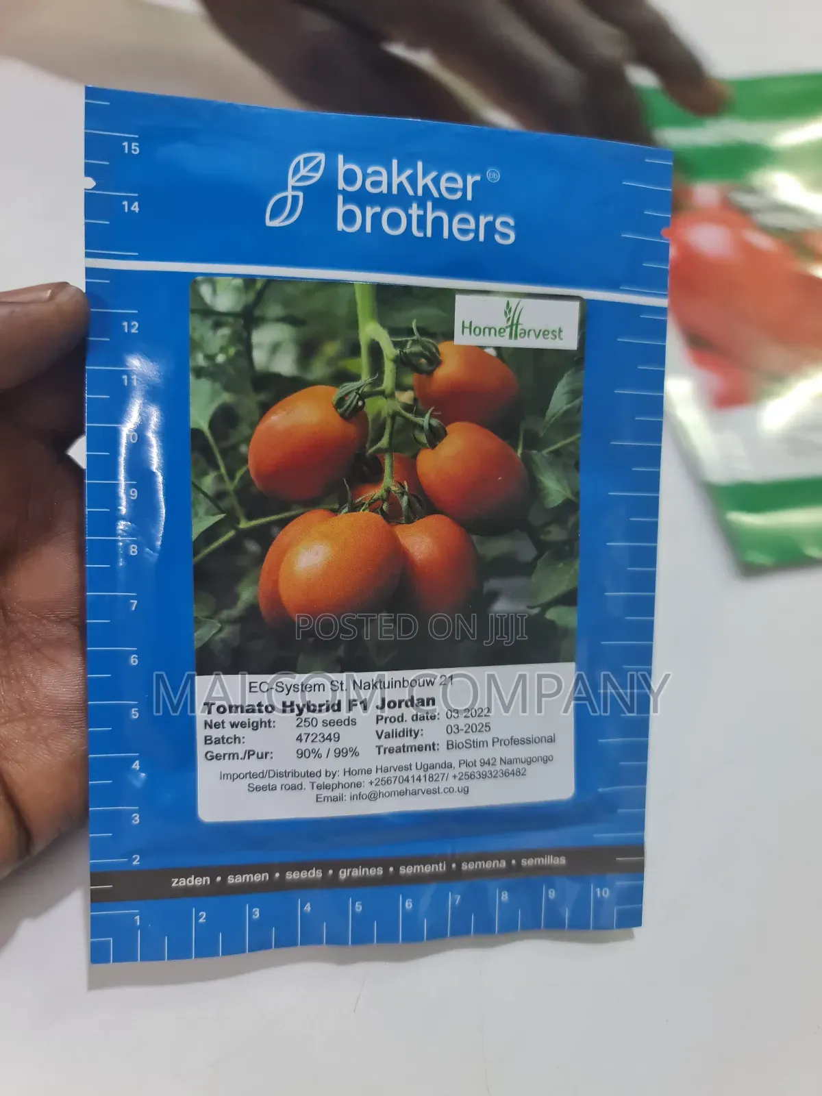 Creeping Hybrid Tomatoes Seeds 10g