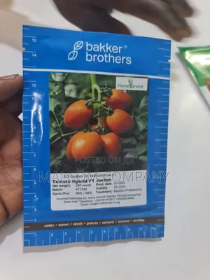 Creeping Hybrid Tomatoes Seeds 10g