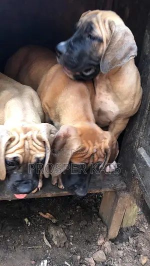 1-3 months Male Purebred Boerboel