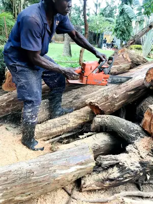 Trees Cutting 