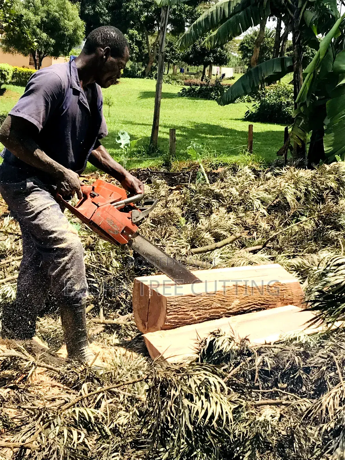 Tree Cutting Services