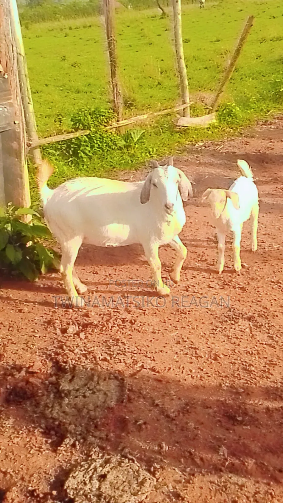 Boer Goats