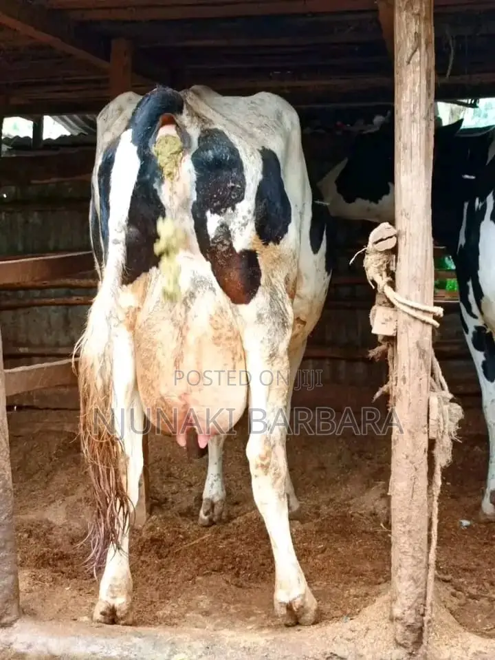 All Dairy Breeds