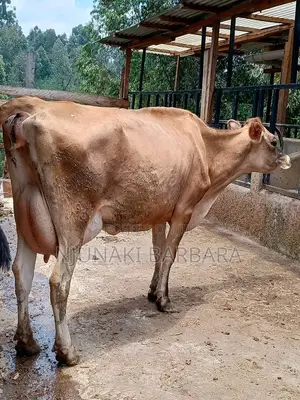 All Dairy Breeds