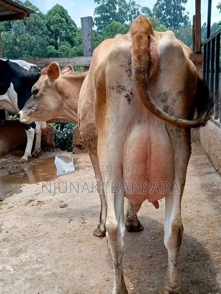 All Dairy Breeds