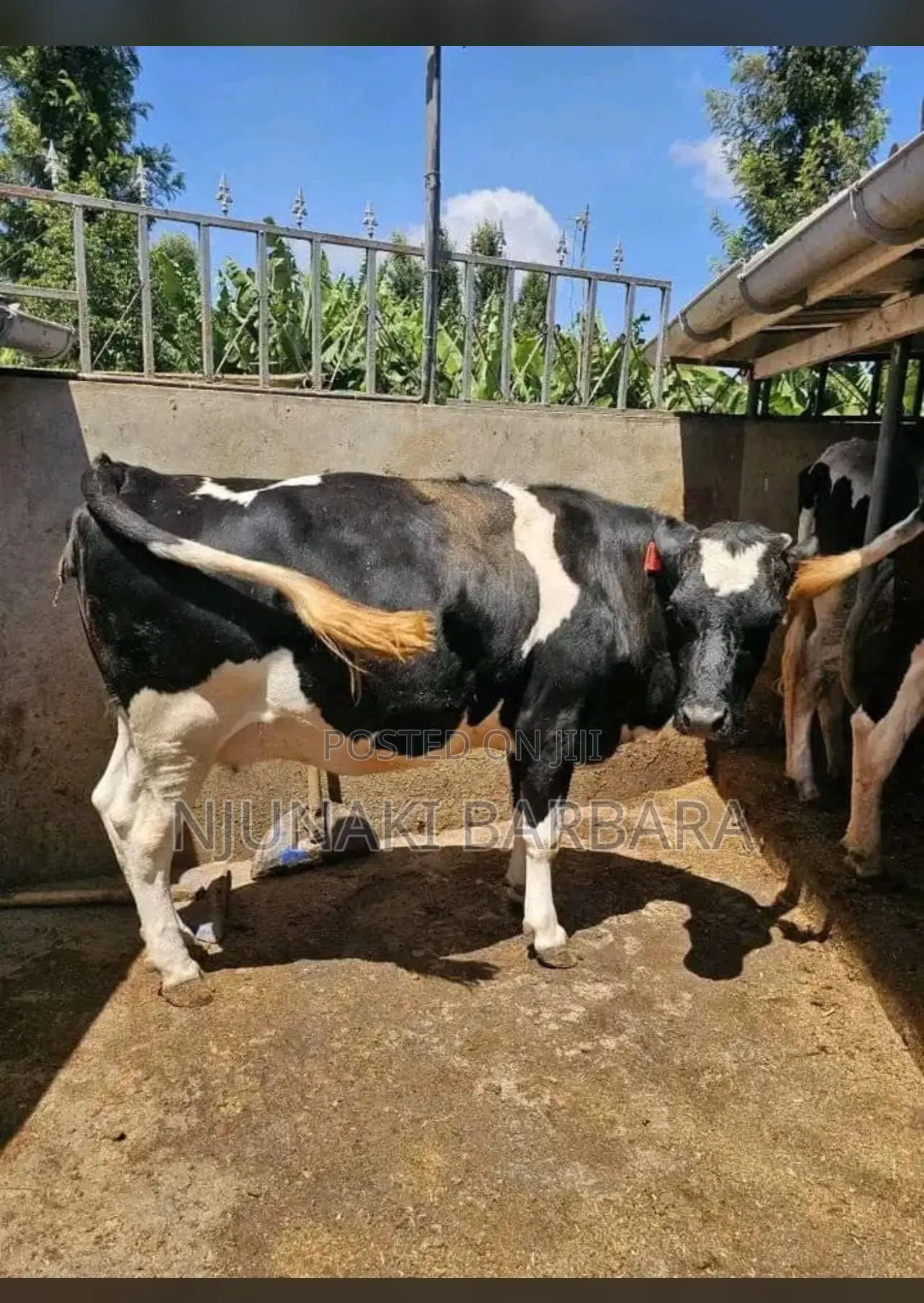All Dairy Breeds