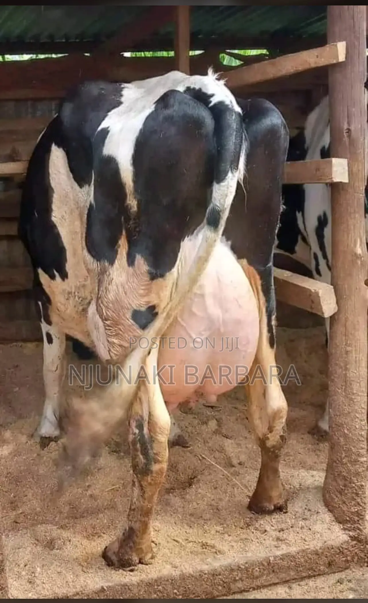 All Dairy Breeds