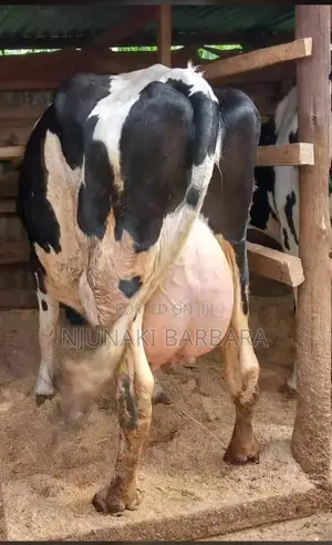 All Dairy Breeds