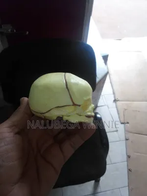 Infant Skull