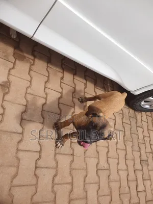 3-6 months Male Purebred Boerboel
