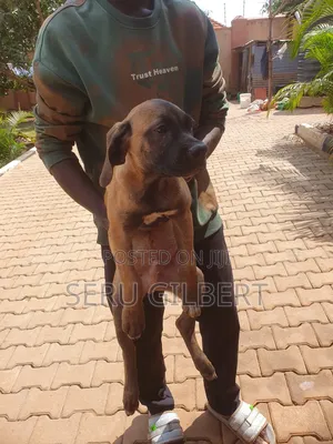 1-3 months Male Purebred Boerboel