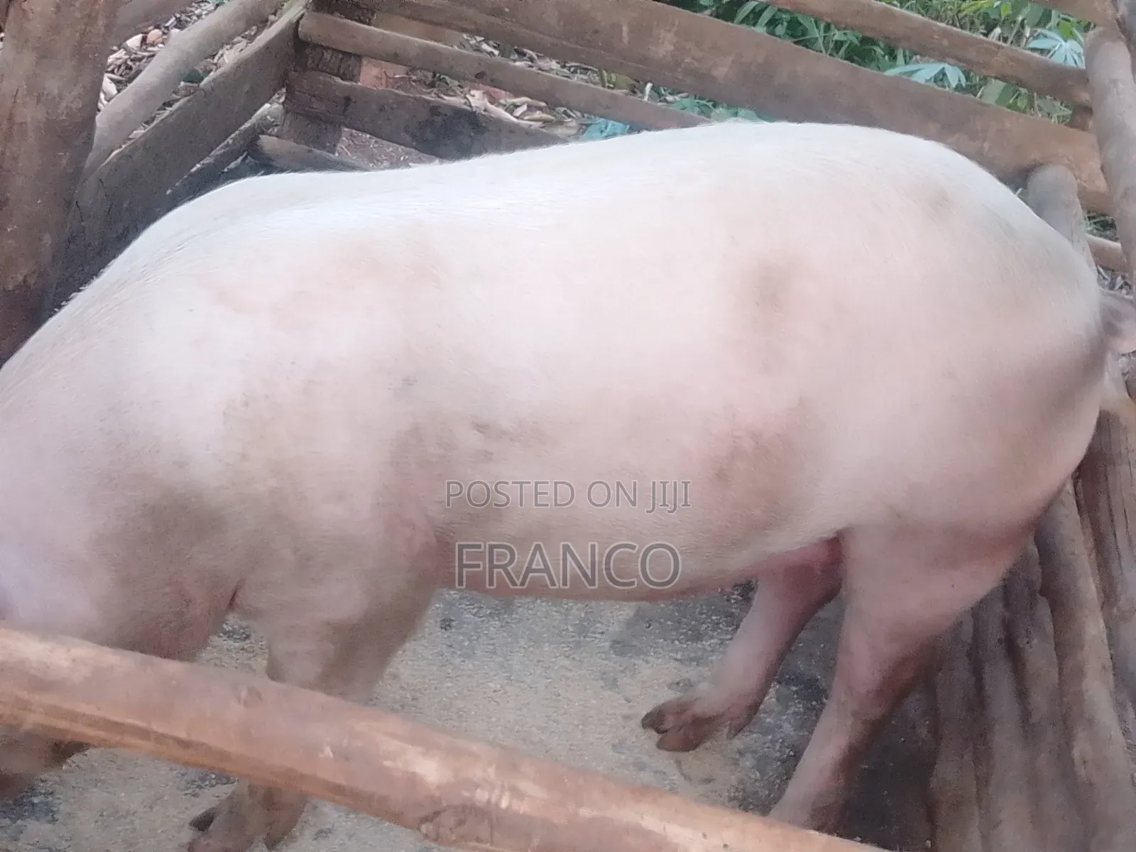 Gilts for Sale
