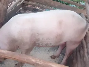 Gilts for Sale