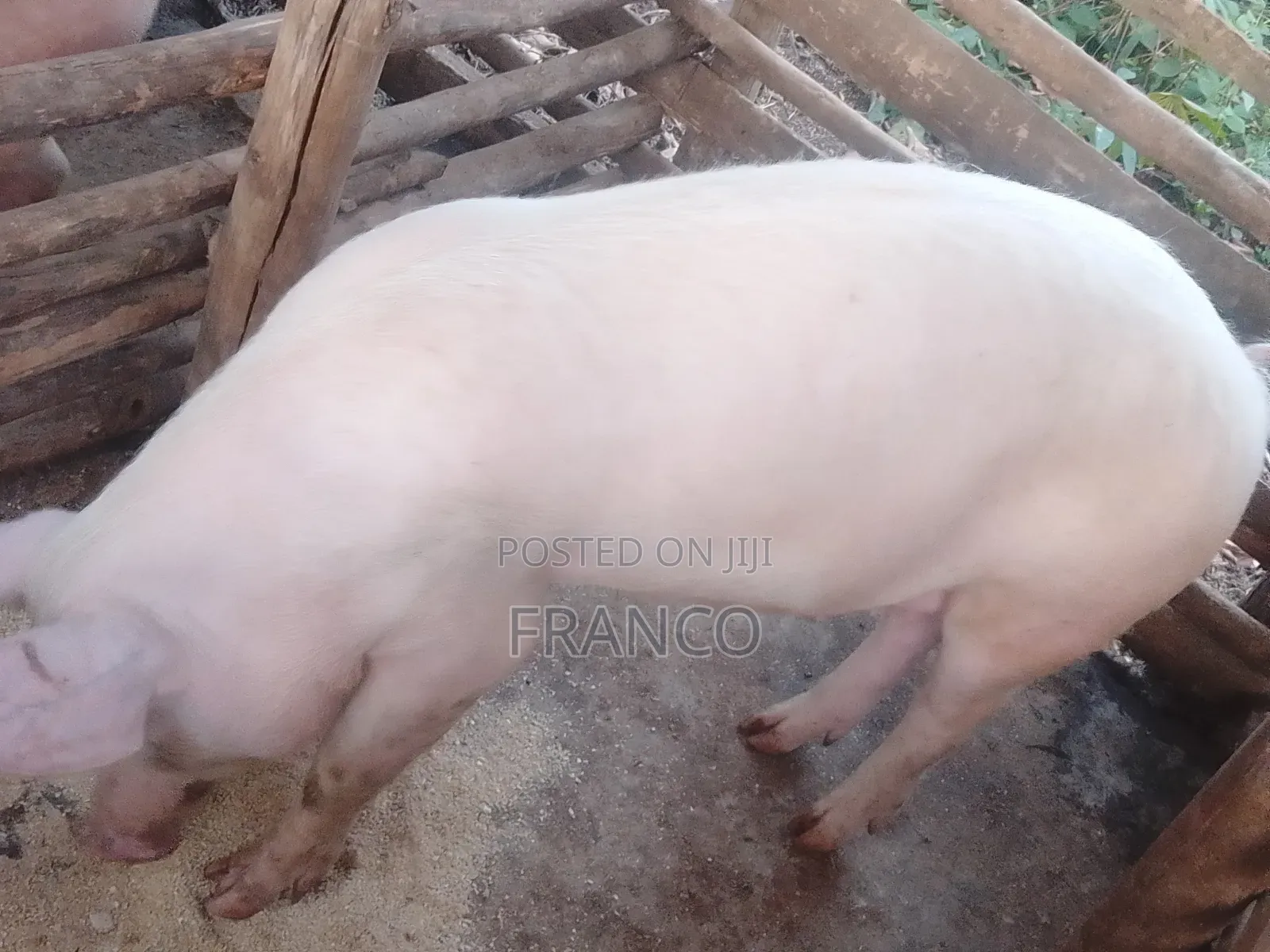 Gilts for Sale