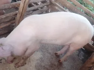 Gilts for Sale