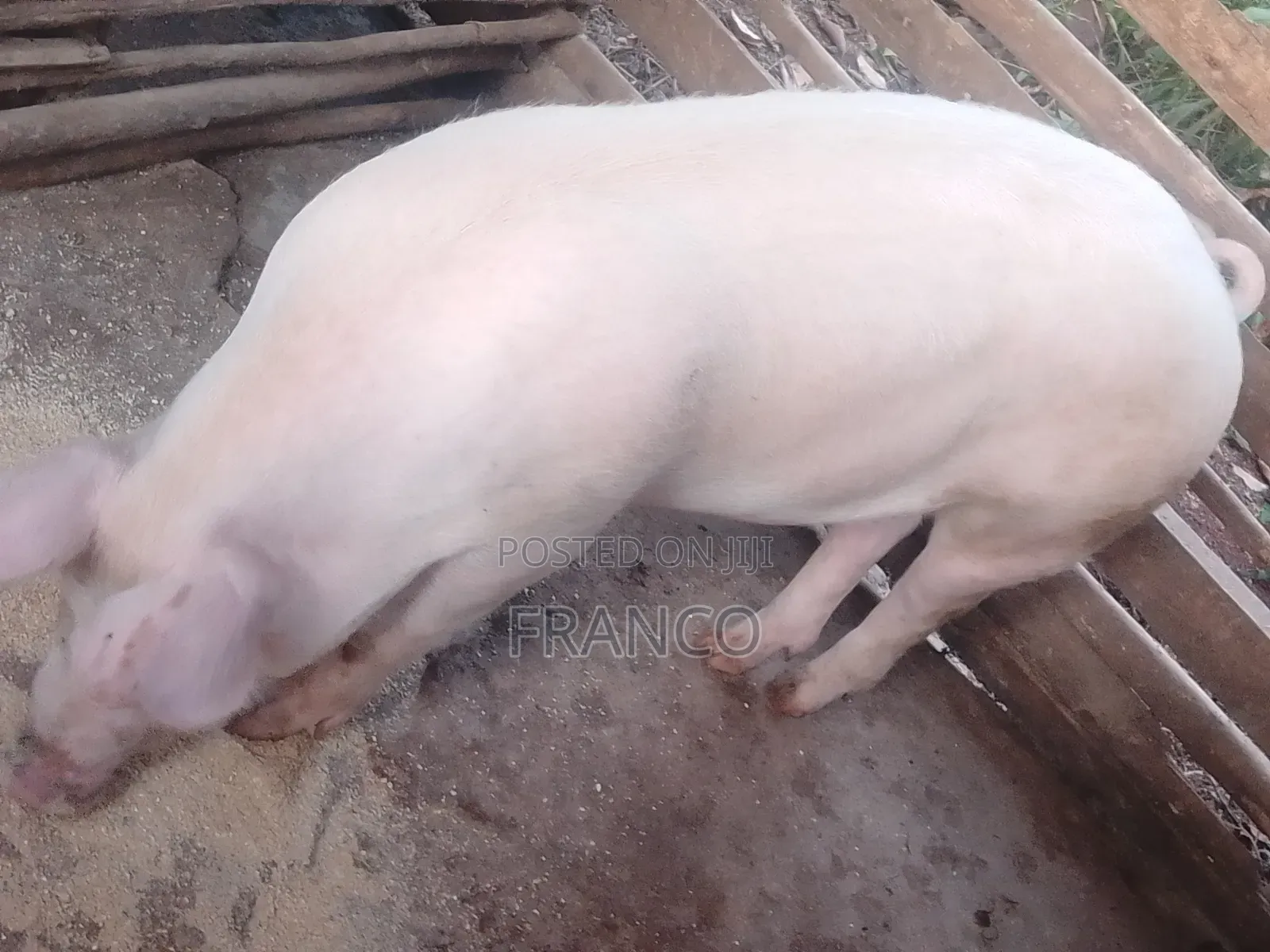 Gilts for Sale