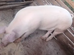 Gilts for Sale