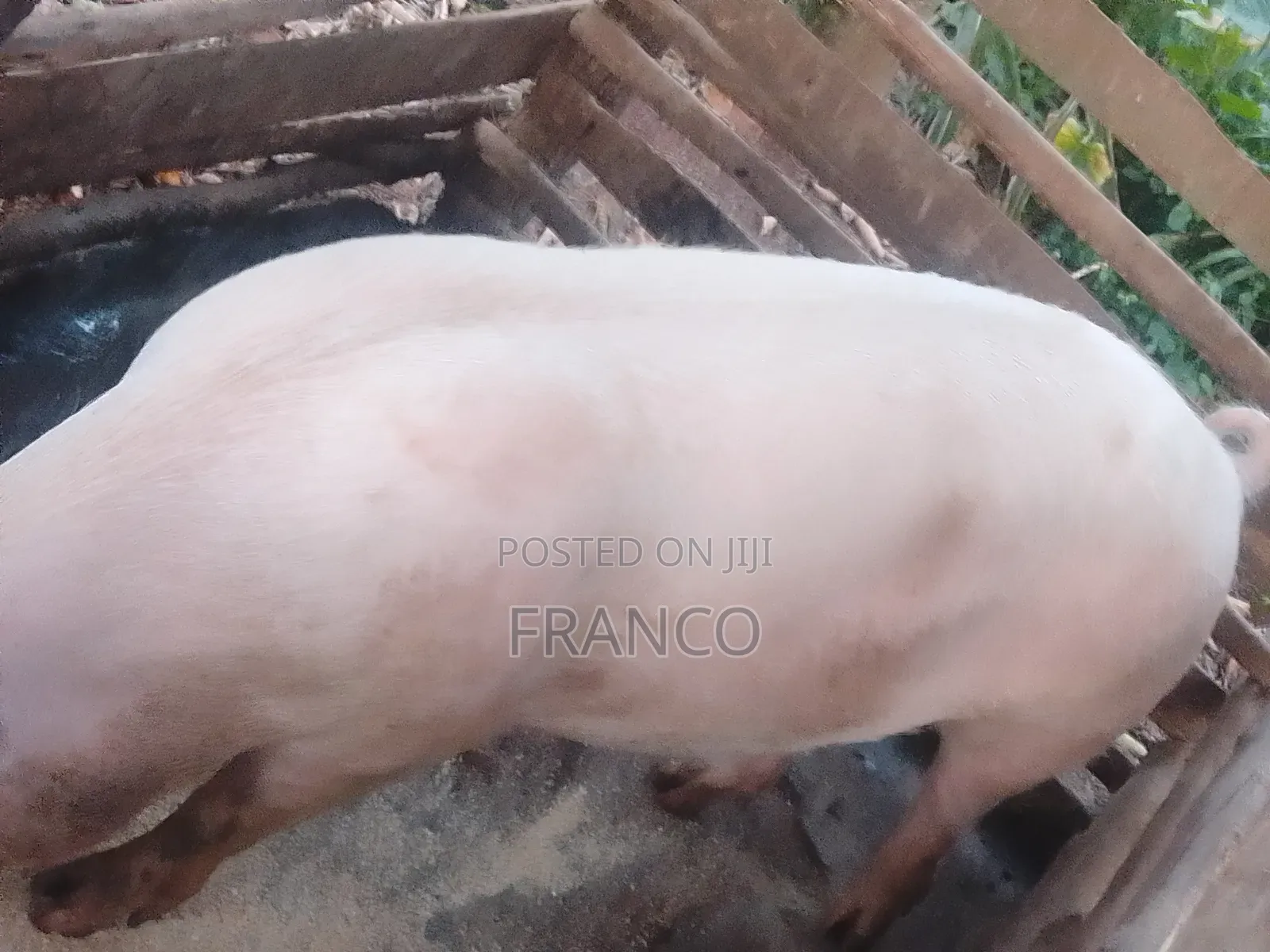 Gilts for Sale