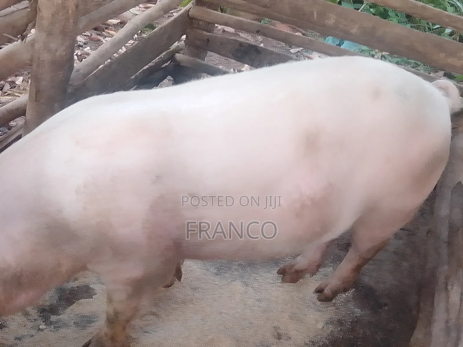 Gilts for Sale