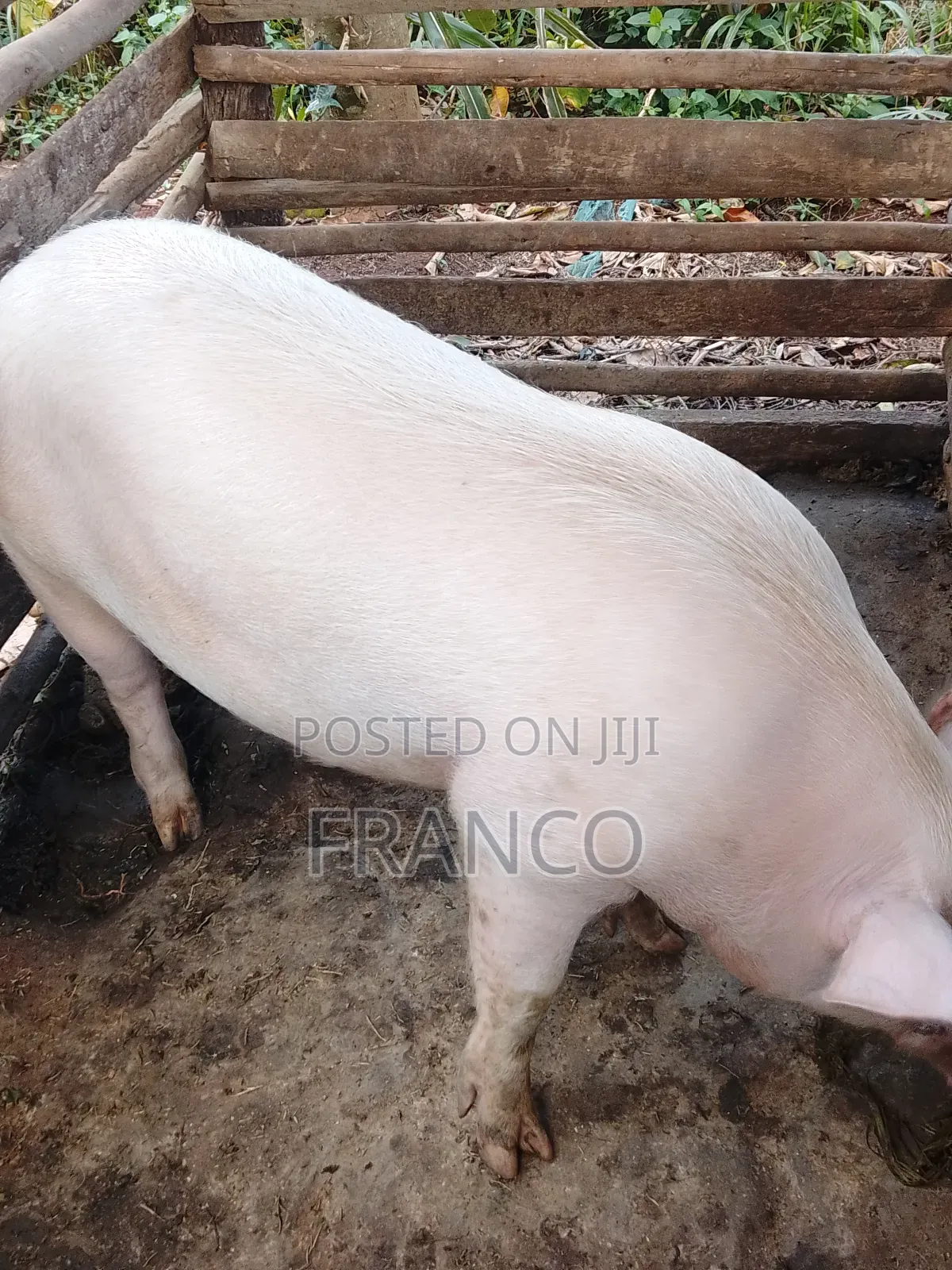 Gilts for Sale