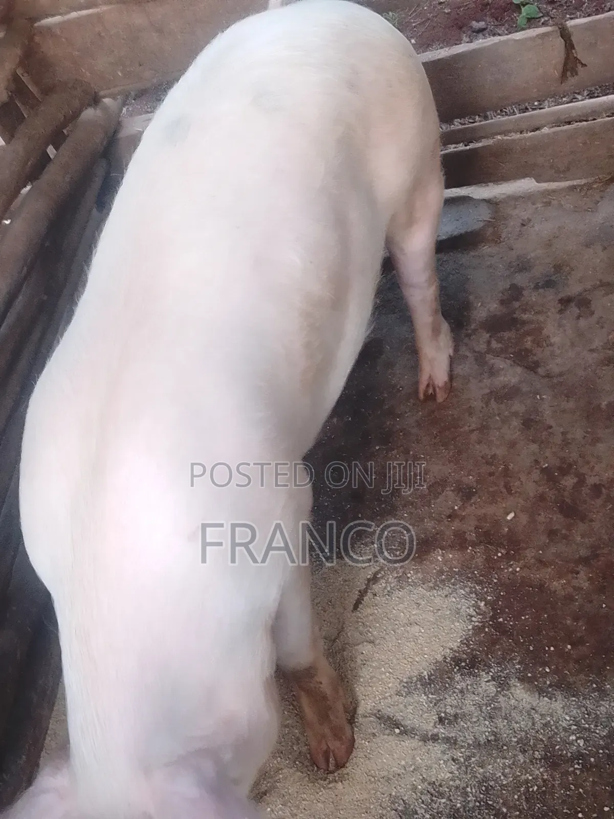 Gilts for Sale