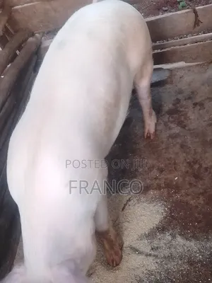 Gilts for Sale