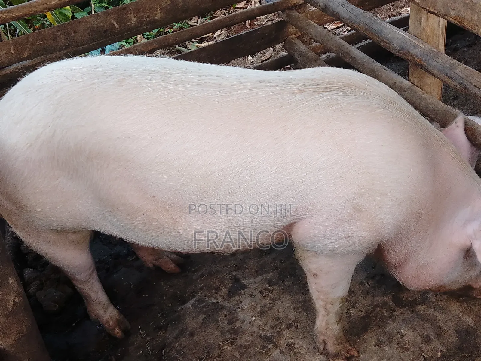 Gilts for Sale