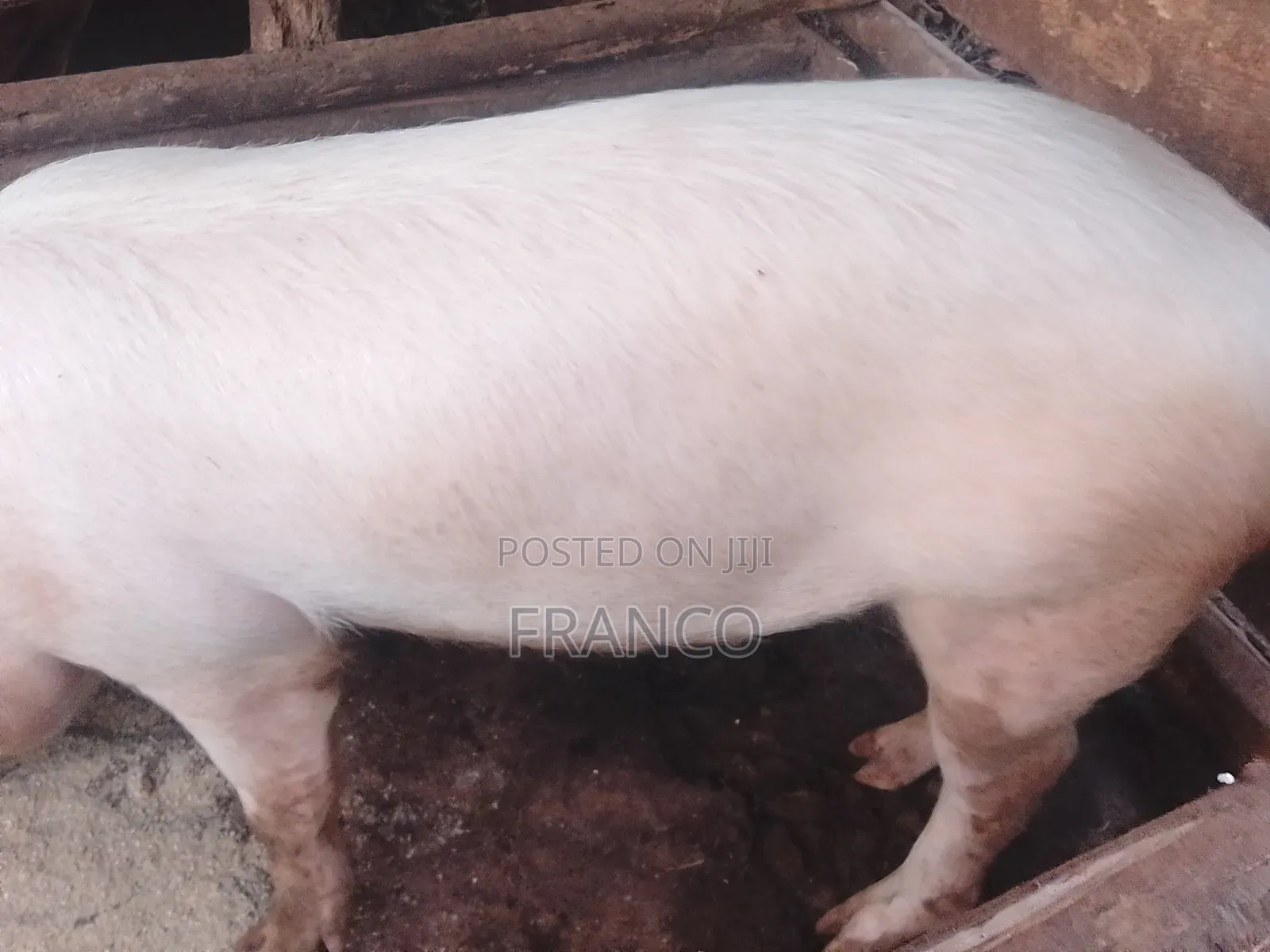 Gilts for Sale