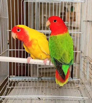 Exotic Parrots
