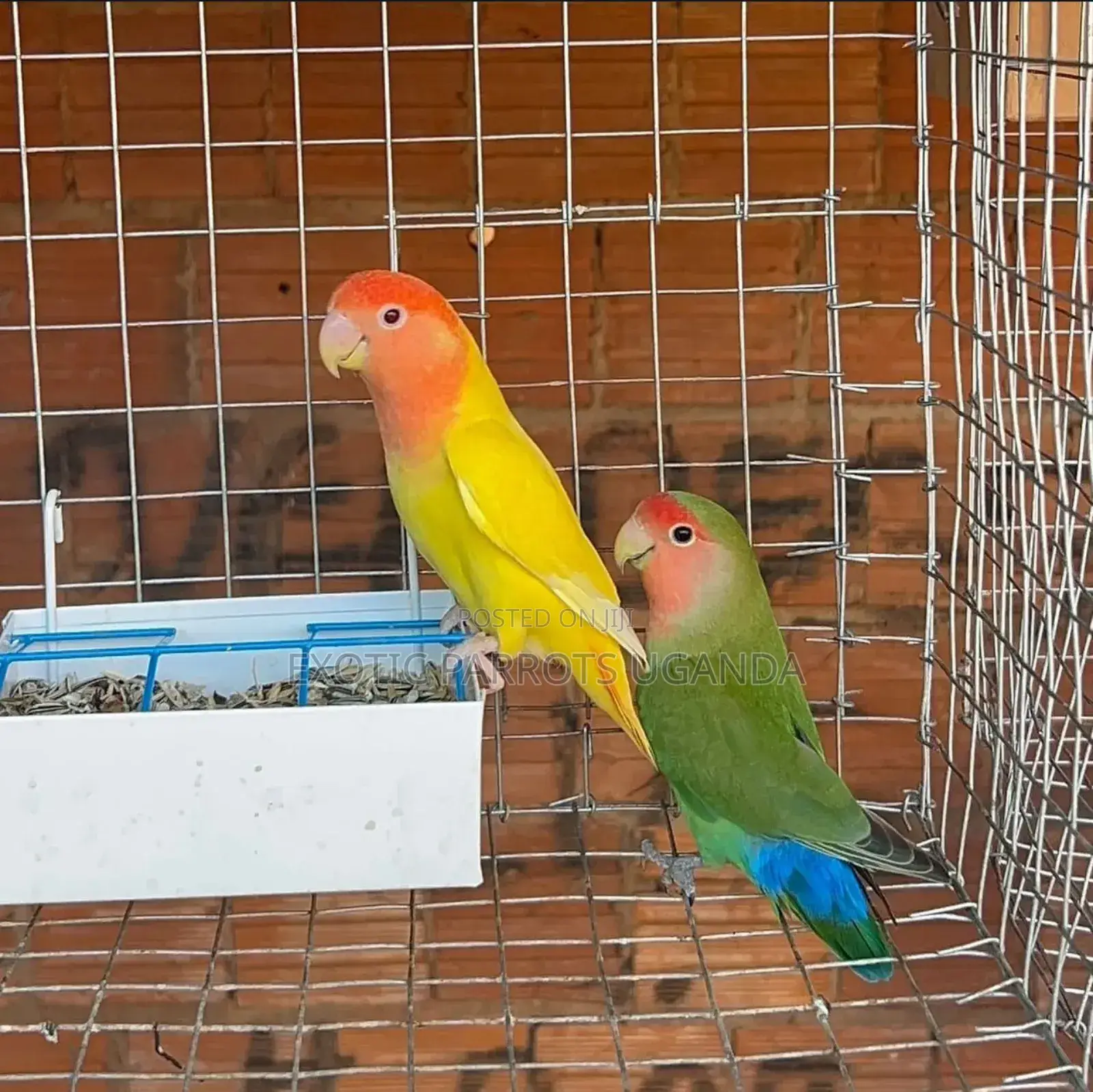 Bird Pets Available