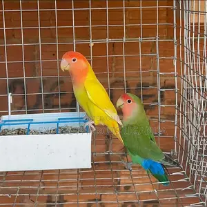 Bird Pets Available
