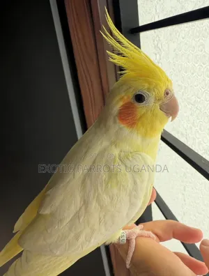 Cocktail Parrots