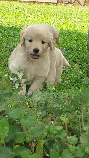 1-3 months Male Purebred Golden Retriever