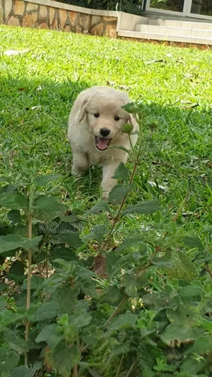 0-1 month Female Purebred Golden Retriever