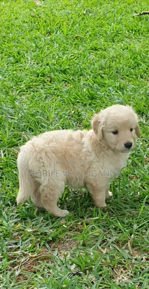1-3 months Male Purebred Golden Retriever