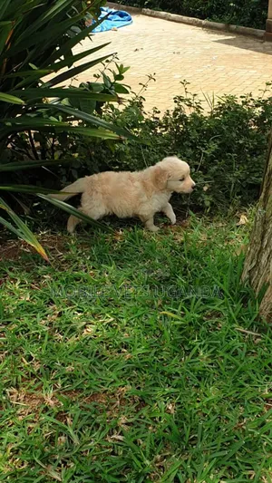 0-1 month Male Purebred Golden Retriever
